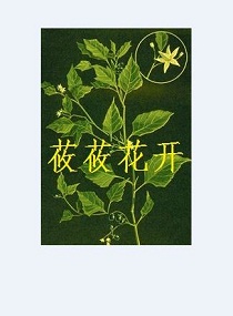 《莜莜花开》