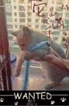 《海苔被猫吃了》